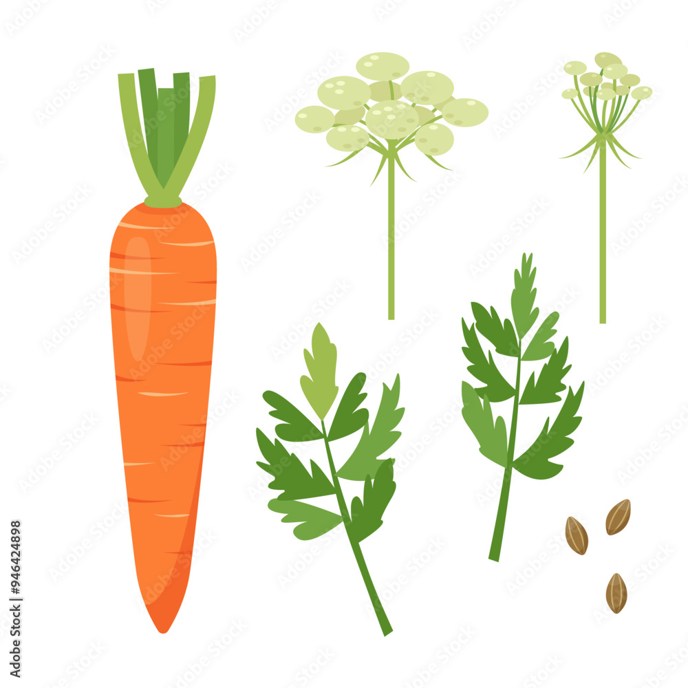 Set of Carrot vegetable, leaves, flower and seeds. Farm carrot plant icons. Organic garden vegetarian food. Vector illustration isolated on white background. Set of Carrot vegetable, leaves, flower and seeds. Farm carrot plant icons. Organic garden vegetarian food. Vector illustration isolated on white background.