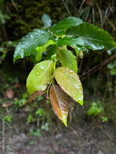 Leaves in the forest