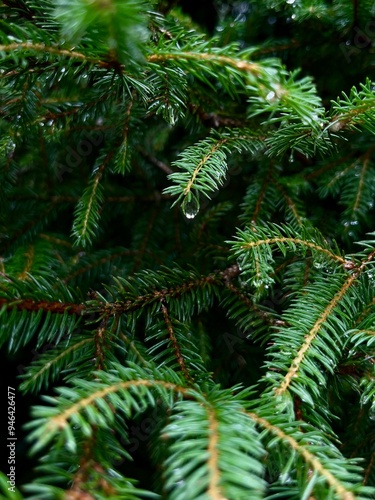 Branches of a pine tree with raindrops