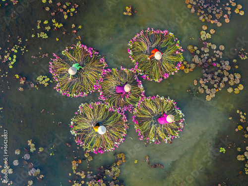 Aerial view of rural women in Moc Hoa district, Long An province, Mekong Delta are harvesting water lilies. Water lily is a traditional dish here