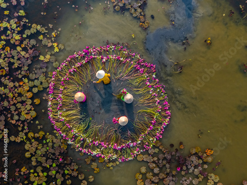 Aerial view of rural women in Moc Hoa district, Long An province, Mekong Delta are harvesting water lilies. Water lily is a traditional dish here