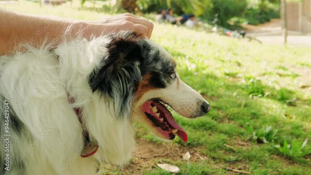 Australian Shepherd dog portrait with striking blue eyes captured outdoors in a park setting Australian Shepherd dog portrait with striking blue eyes captured outdoors in a park setting