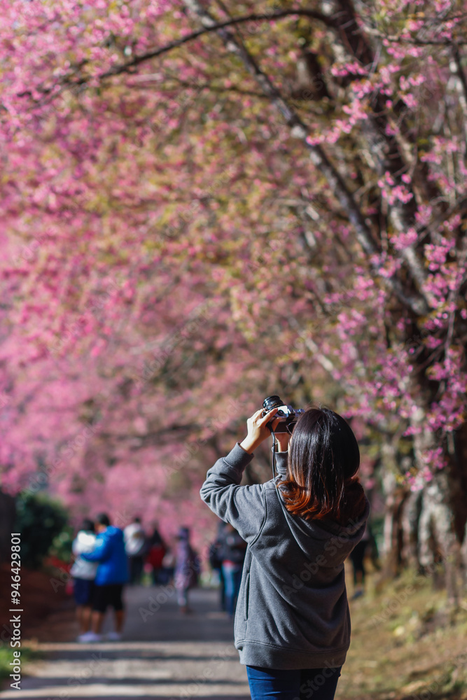 Blur image A young woman traveling and taking pictures of beautiful pink cherry blossom Sakura in winter. A young photographer travels and captures the pink cherry blossom that only blooms once a year Blur image A young woman traveling and taking pictures of beautiful pink cherry blossom Sakura in winter. A young photographer travels and captures the pink cherry blossom that only blooms once a year