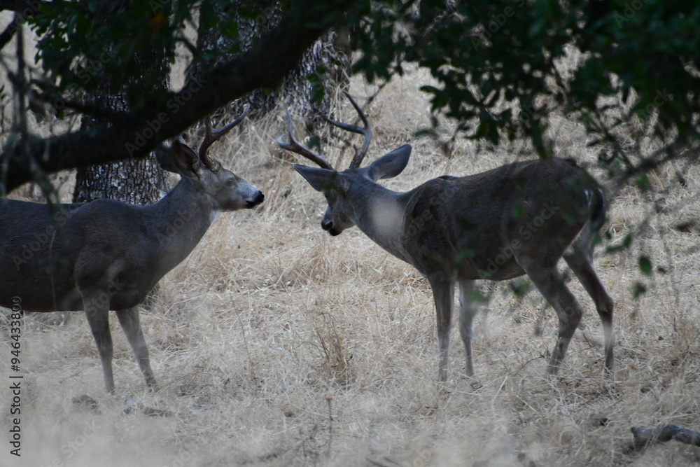 deer in the forest deer in the forest