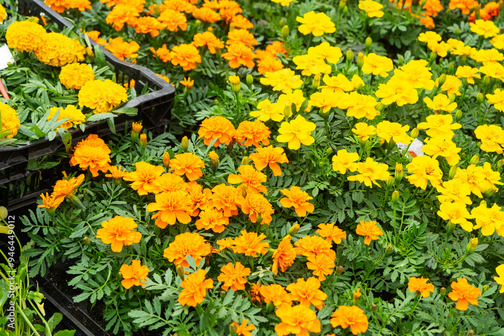 Obraz premium Seedlings of marigolds with outdoor summer flowers for outdoor landscaping and decoration of balconies, facades, cafes are sale in a flower shop