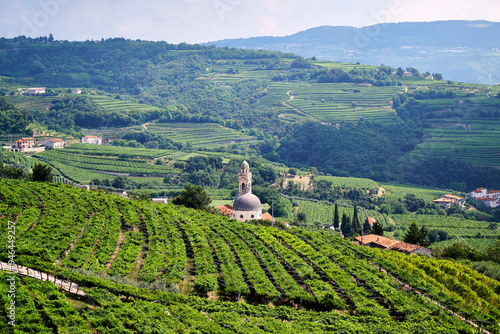 Scenic Vineyard Landscape with Rolling Hills under Cloudy Sky, Marano di Valpolicella, Verona, Italy