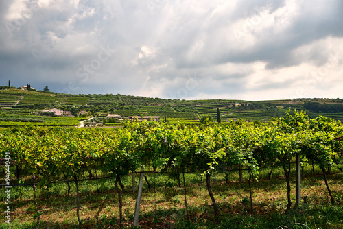 Scenic Vineyard Landscape, San Pietro in Cariano, Verona, Italy