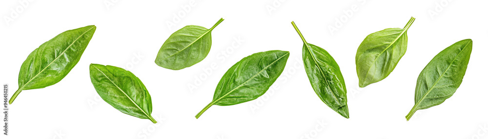 A collection of fresh green leaves arranged gracefully, perfect for botanical designs or nature-themed projects. A collection of fresh green leaves arranged gracefully, perfect for botanical designs or nature-themed projects.