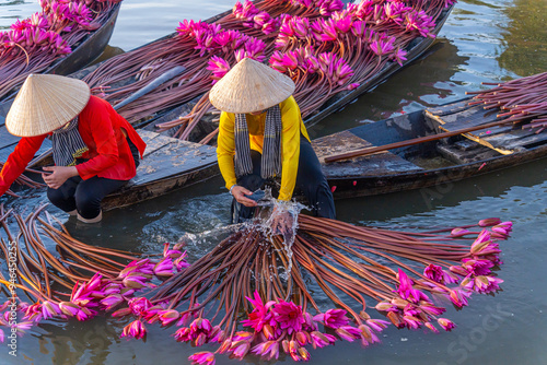 view of rural women in Moc Hoa district, Long An province, Mekong Delta are harvesting water lilies. Water lily is a traditional dish here photo