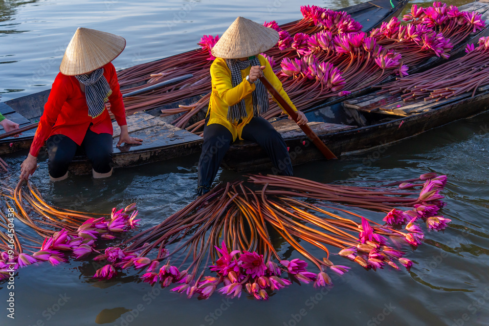 custom made wallpaper toronto digitalview of rural women in Moc Hoa district, Long An province, Mekong Delta are harvesting water lilies. Water lily is a traditional dish here