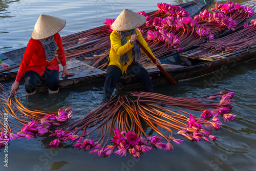 Wallpaper Mural view of rural women in Moc Hoa district, Long An province, Mekong Delta are harvesting water lilies. Water lily is a traditional dish here Torontodigital.ca