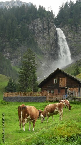 Wallpaper Mural Cows pasturing on grassland, with a waterfall in the background Torontodigital.ca