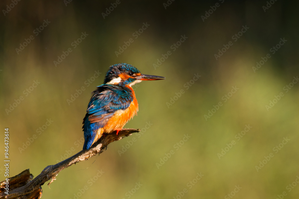 Vibrant Kingfisher Bird Perched on a Branch with Soft Green Background in Natural Habitat Vibrant Kingfisher Bird Perched on a Branch with Soft Green Background in Natural Habitat