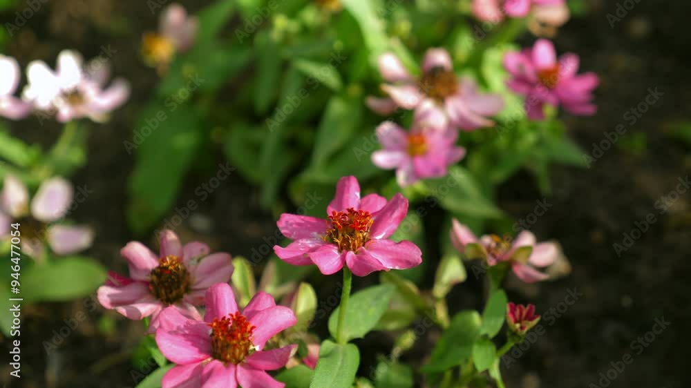 Butterfly perched on vibrant pink flowers in garden, bathed in natural sunlight, beauty of nature and biodiversity. Butterfly perched on vibrant pink flowers in garden, bathed in natural sunlight, beauty of nature and biodiversity.