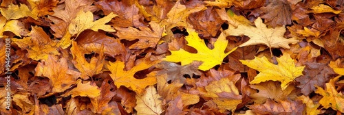 Fallen leaves blanket the forest floor, displaying vibrant autumn hues of yellow, orange, and brown, illuminated by sunlight