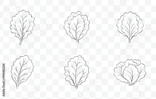 Print Detailed Lettuce Line Art Vector Set Illustrations for Design and Print with Multiple Variants and Styles