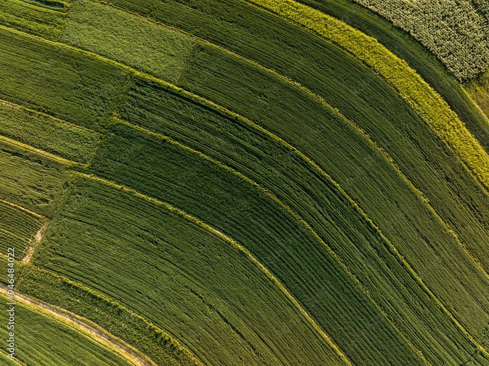 Naklejka premium view of agriculture field in summer