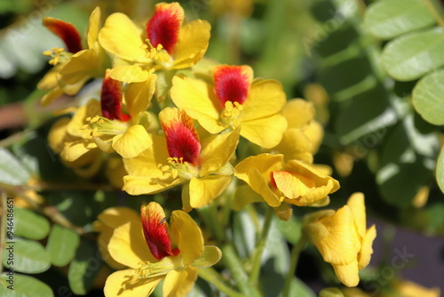 Pau Brazil or Sappan Wood, Caesalpinia enchinata, yellow blooming flowers