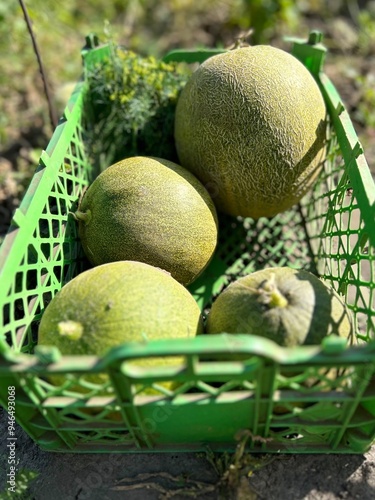 vertical photo with harvested green melons of the Kolkhoznitsa variety lying in a wicker basket standing on a garden bed in Europe in a temperate climate during an abnormally hot summer photo