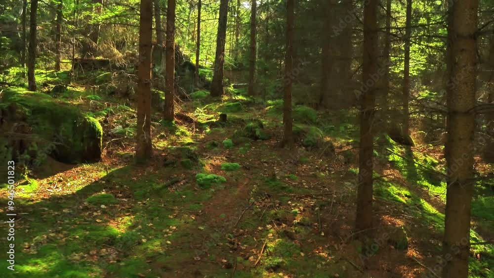 Walk in mountain forest, Karkonosze, Poland Walk in mountain forest, Karkonosze, Poland