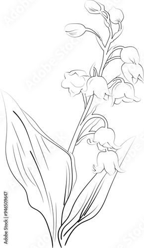 Vector sketch of lily of the valley flowers. Vector illustration of a Beautiful lily of the valley flower with a bouquet of vinca flowers and leaves. vintage floral vector illustration