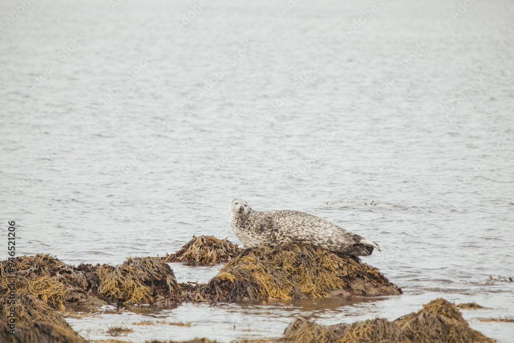Seals resting on rocks at the snaefellsnes peninsula in Iceland. Seals resting on rocks at the snaefellsnes peninsula in Iceland.