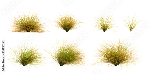 Obraz na plátně New zealand hair sedge trees shape  cut out transparent backgrounds 3d rendering