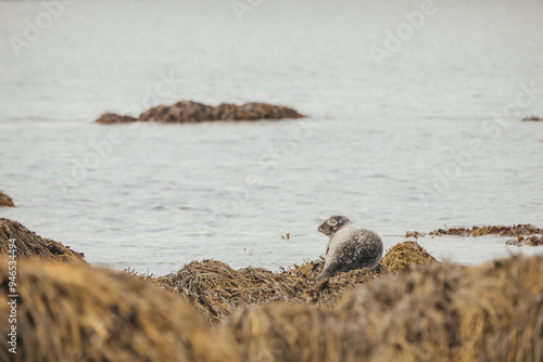 Seals resting on rocks at the snaefellsnes peninsula in Iceland.