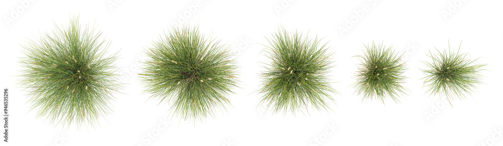 Mat rush trees in the forest, top view, area view, isolated on transparent background, 3D illustration, cg render Mat rush trees in the forest, top view, area view, isolated on transparent background, 3D illustration, cg render