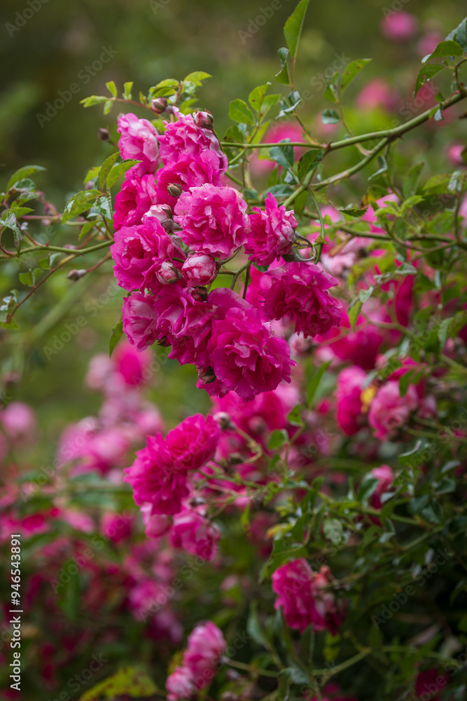 Pink roses. Very blooming rose bush. Spring time. Pink roses. Very blooming rose bush. Spring time.