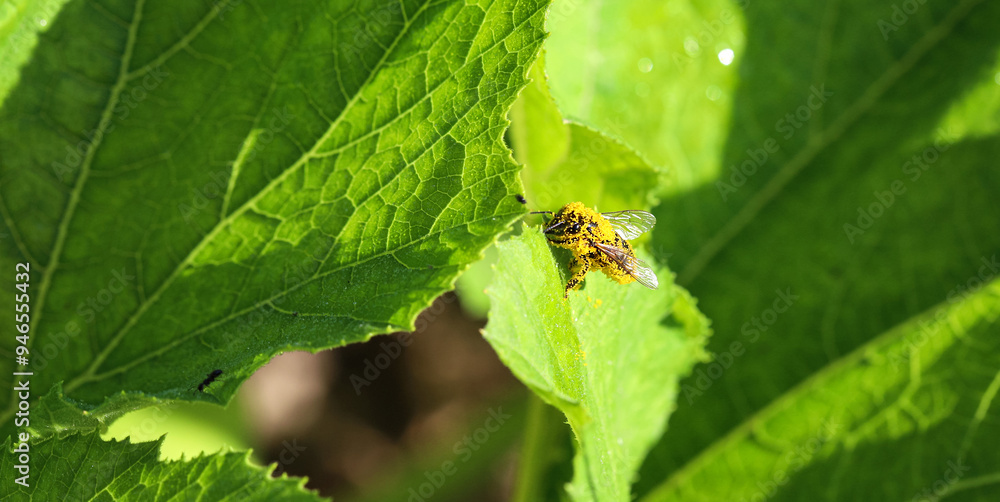 Close-up of a honey bee covered in pollen collecting nectar from a pumpkin leaf. Photo of insects from nature. Close-up of a honey bee covered in pollen collecting nectar from a pumpkin leaf. Photo of insects from nature.