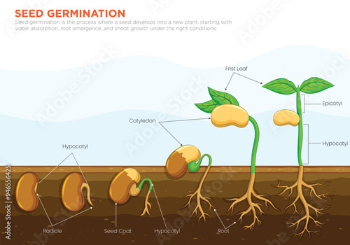 Seed Germination The Transformation of Seeds into Thriving Plants