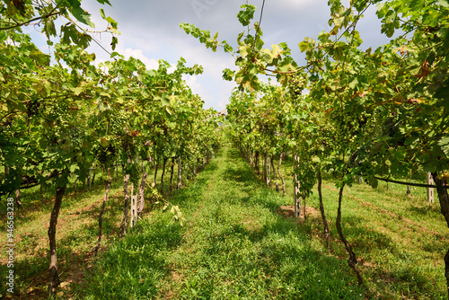 Grapevines laden with green grapes in a lush vineyard during daytime, Pedemonte, Verona, Italy photo