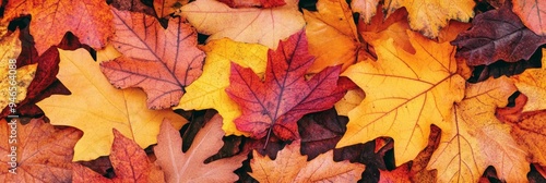 A variety of autumn leaves in orange, yellow, and red hues blanket the ground, showcasing the beauty of the season