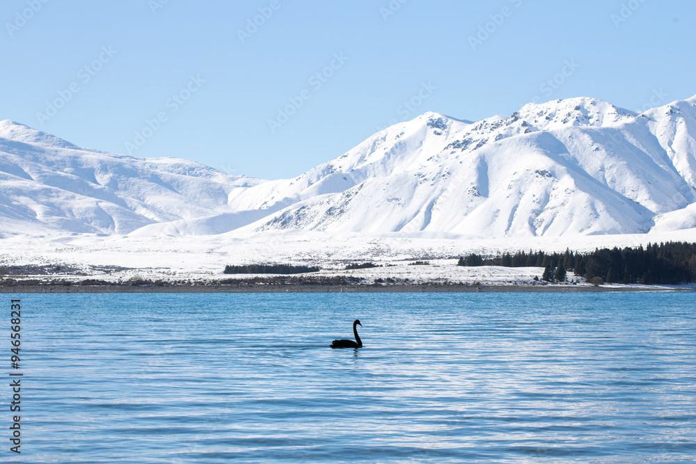 Fototapeta premium A black swan swims on Lake Tekapo in New Zealand in winter. A tranquil winter landscape 
