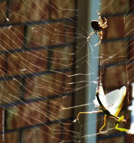 A spider with the catch of the day!