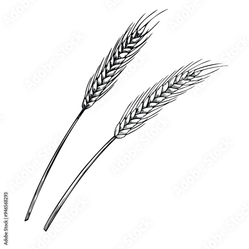 Spikelets of wheat or ray vector illustration in outline style. Drawing of grain for harvest invitation or autumn greeting card painted by black inks. Drawing of fall ingredient for bakery and pastry.