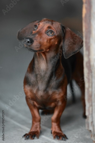 Standard, smooth-haired dachshund dog of red coat without colla