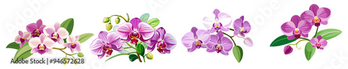 Elegant Pink Orchid Illustration with Lush Green Leaves - A detailed illustration of a pink orchid with lush green leaves. Perfect for botanical designs, nature themes, and floral art enthusiasts.