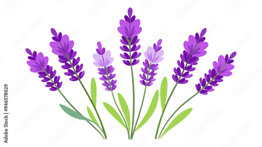 Fototapeta premium Illustration of Fresh Lavender Stems with Purple Blooms - illustration of lavender stems with vibrant purple flowers and green leaves. Perfect for botanical projects, aromatherapy, and nature themes.