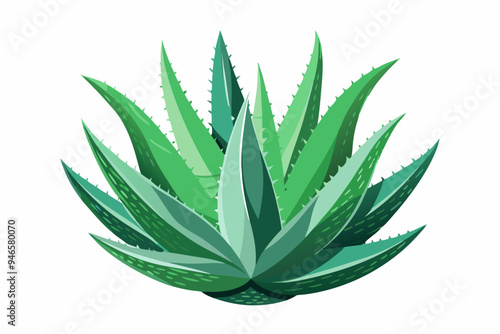 Watercolor Aloe Vera. Illustration clipart isolated on white background.
