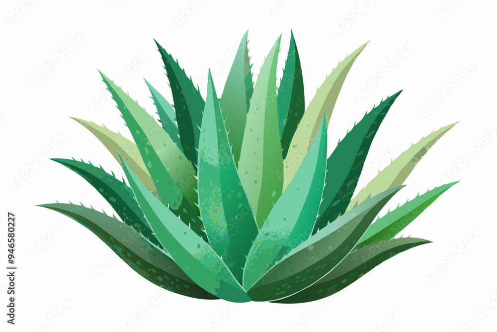 Fototapeta premium Aloe Vera Plant in Watercolor Style, Isolated Clipart on Bright White Background, Botanical Art Illustration.