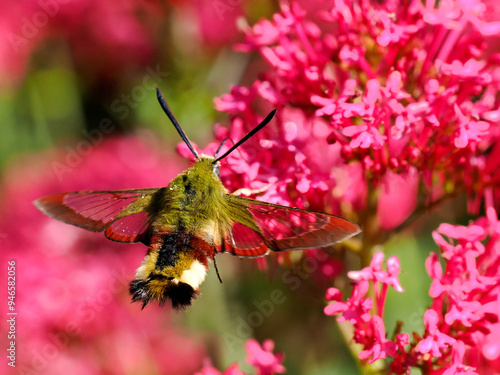 Hemaris fuciformis feeding of red valerian flowers (Centranthus ruber) in flight, known as the broad-bordered bee hawk-moth, is a moth of the family Sphingidae  photo