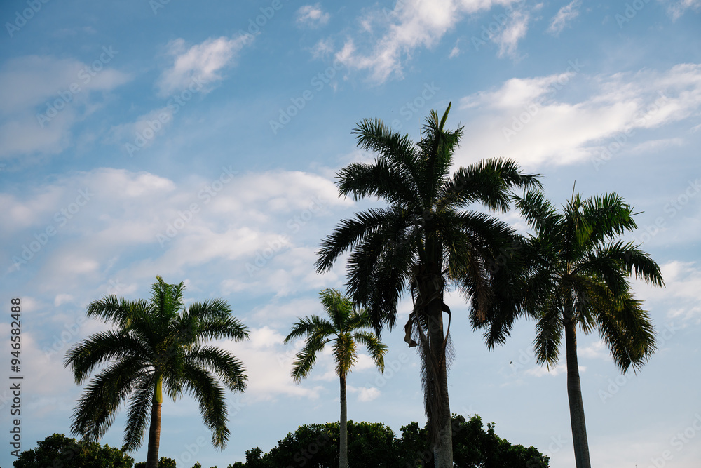 Few coconut trees silhouetted against clear blue sky. Few coconut trees silhouetted against clear blue sky.