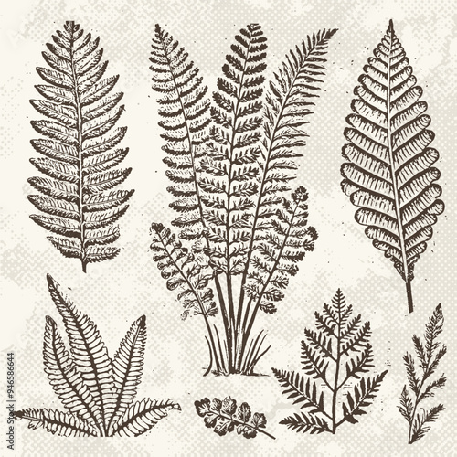 Graphic prehistoric plants fossils set. Ancient fern flora in engraving technique on vintage paper. Vector illustration