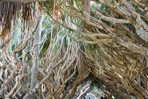 Tree branches interlock like fingers overhead, forming a natural shade in this tree-lined walkway in Algiers' Hamma Garden.