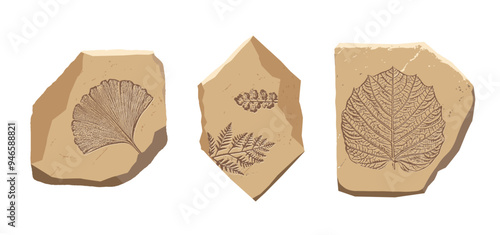 Fossil Leaf of ancient plant. Archeologic icon. Prehistoric flora cartoon fossil. Evolution vector illustration. Stone with fern, ginkgo. Historic museum art. Vintage archaeologic ancient plant