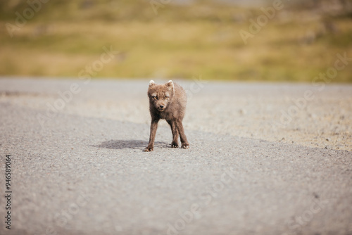 A wild fox in the summertime in Iceland. photo