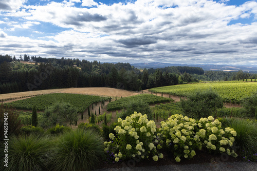 Vineyard in Willamette Valley looking west to coast range photo