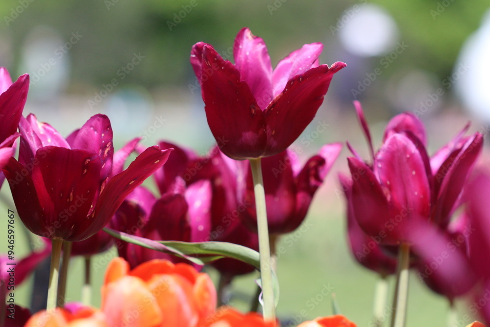 Vivid purple tulips bloom in a vibrant garden during spring, showcasing their beauty and fresh colors under bright daylight Vivid purple tulips bloom in a vibrant garden during spring, showcasing their beauty and fresh colors under bright daylight